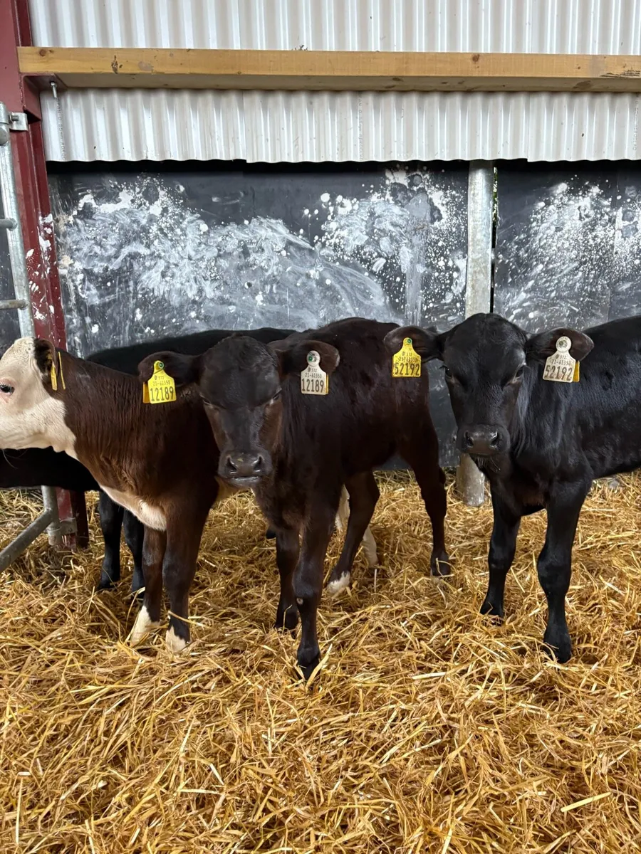 5 smashing heifer calves 6 weeks old - Image 2