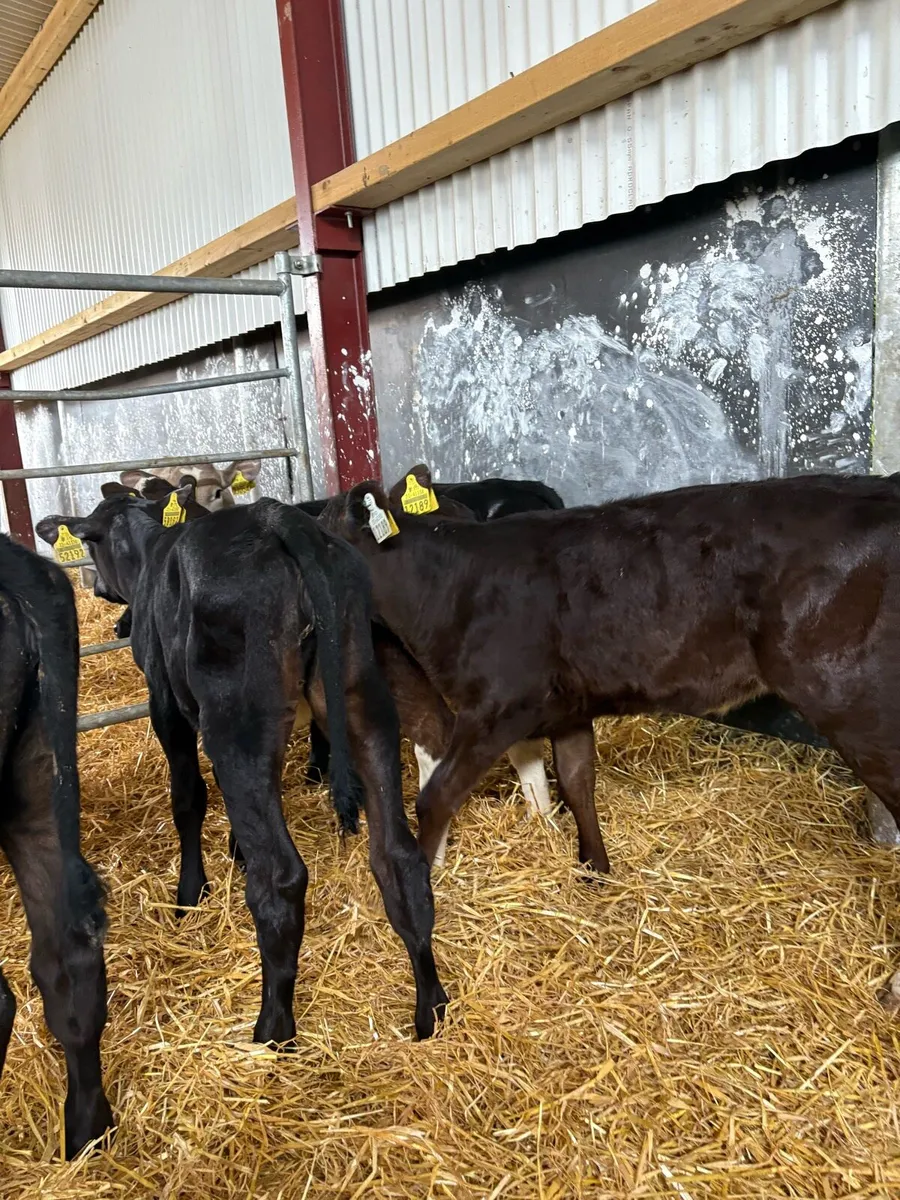 5 smashing heifer calves 6 weeks old - Image 3