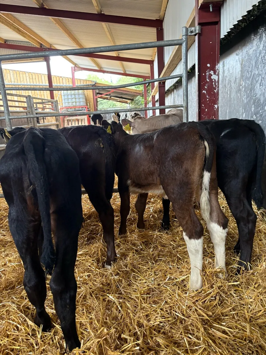 5 smashing heifer calves 6 weeks old - Image 4