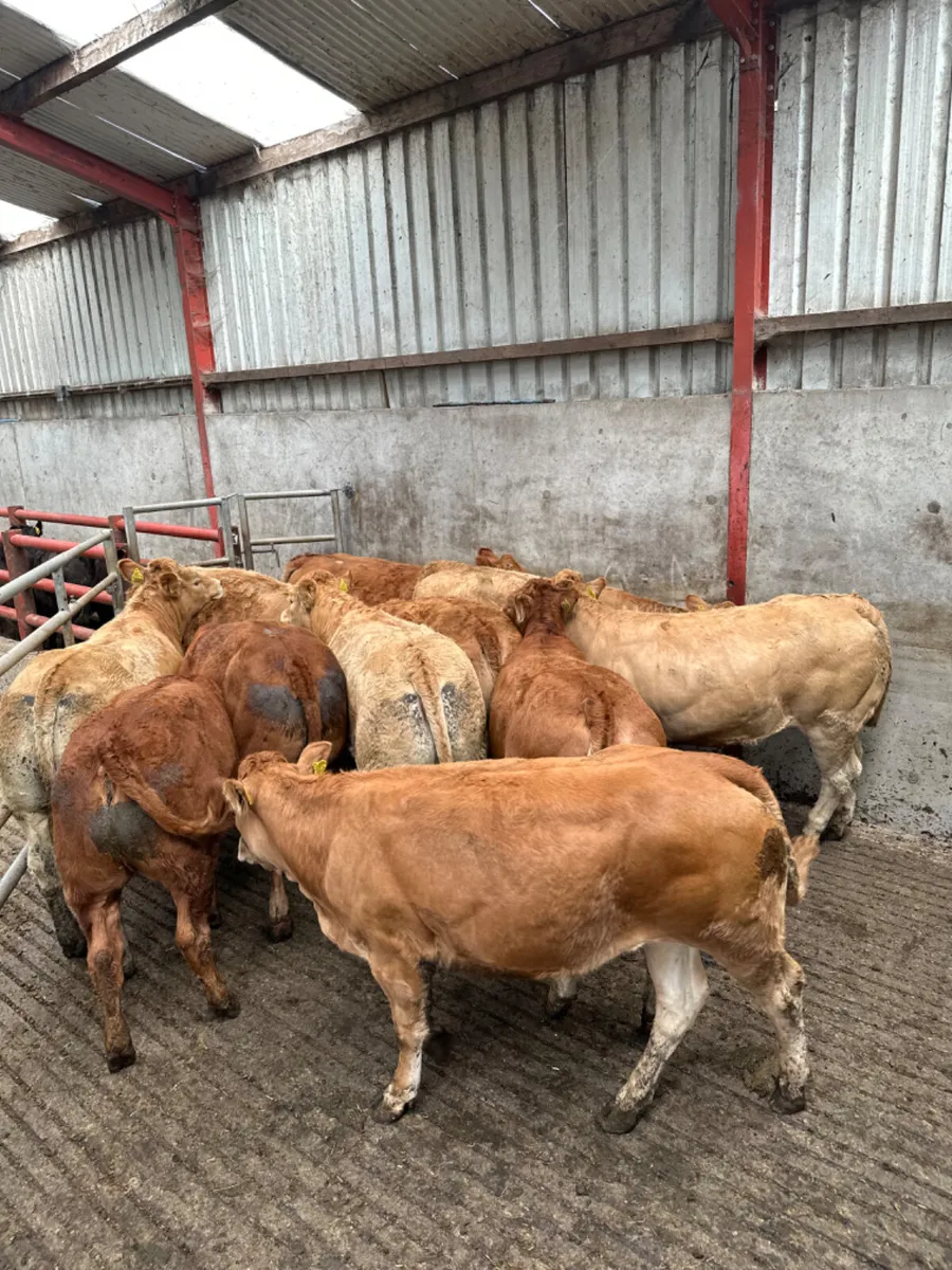 Lim and Charolais heifers - Image 4