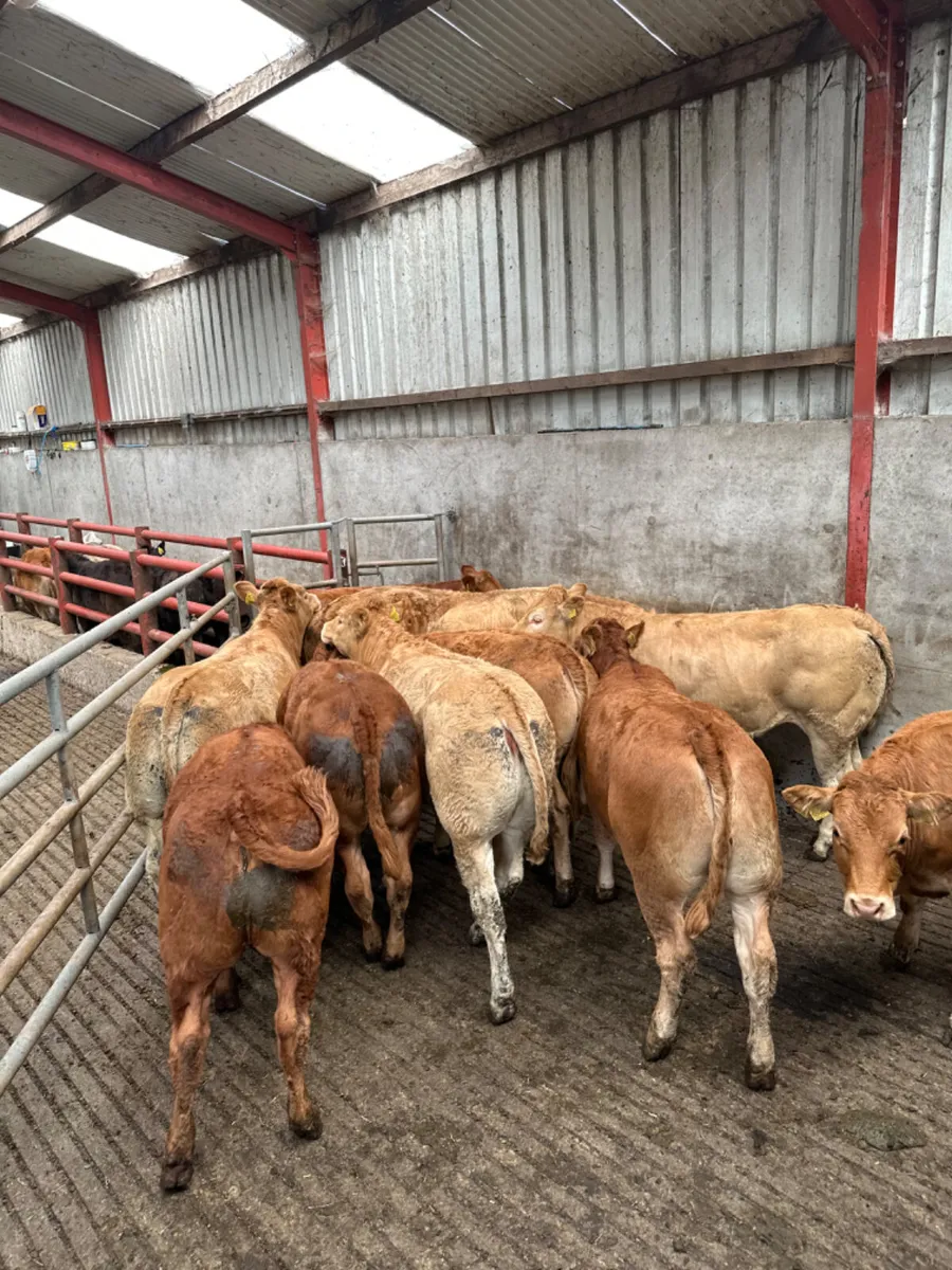 Lim and Charolais heifers - Image 3