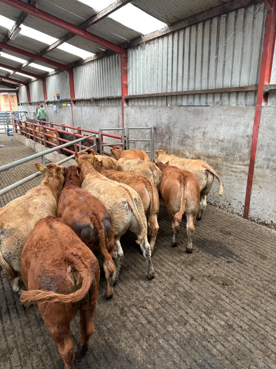 Lim and Charolais heifers - Image 2