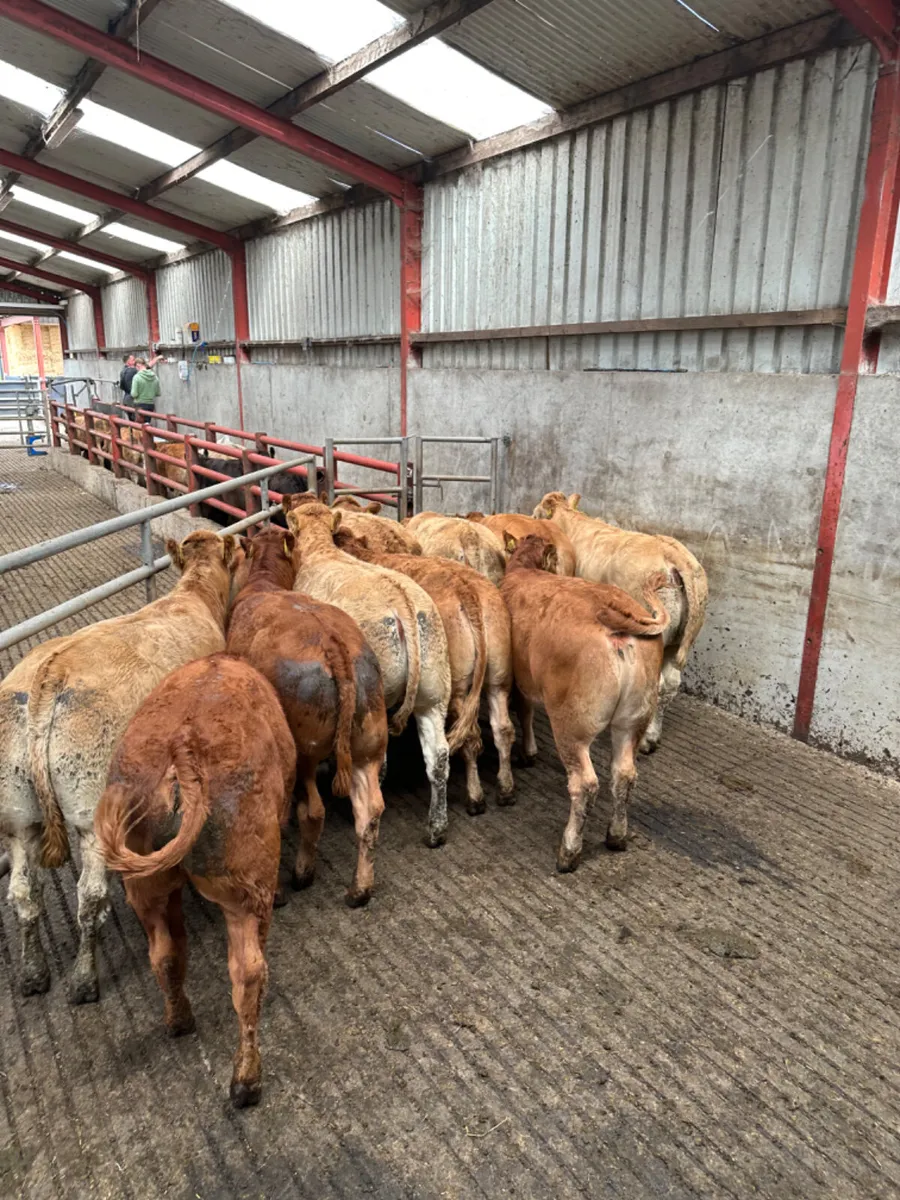 Lim and Charolais heifers - Image 1