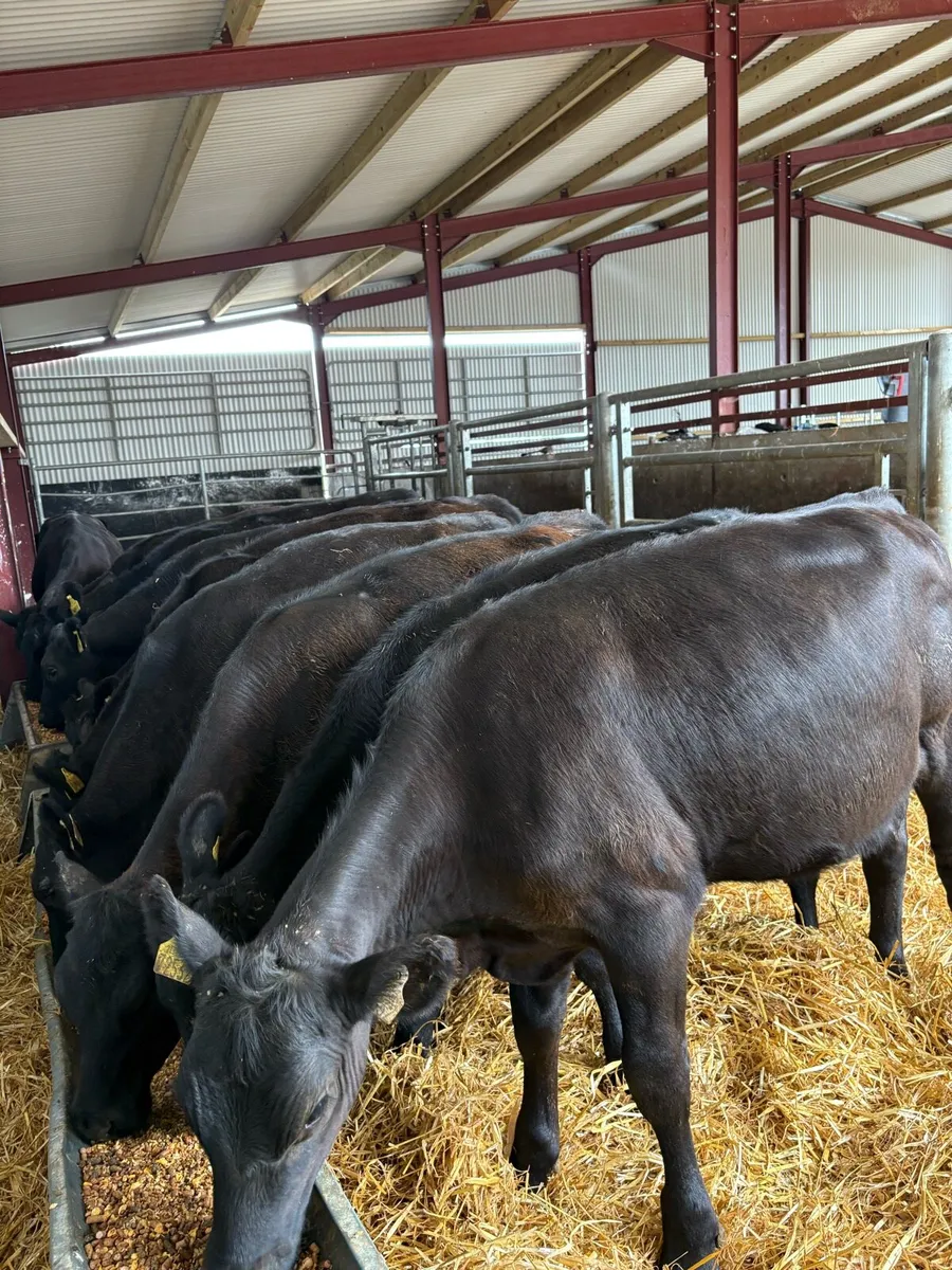 10 top quality 230kg Angus heifers - Image 1