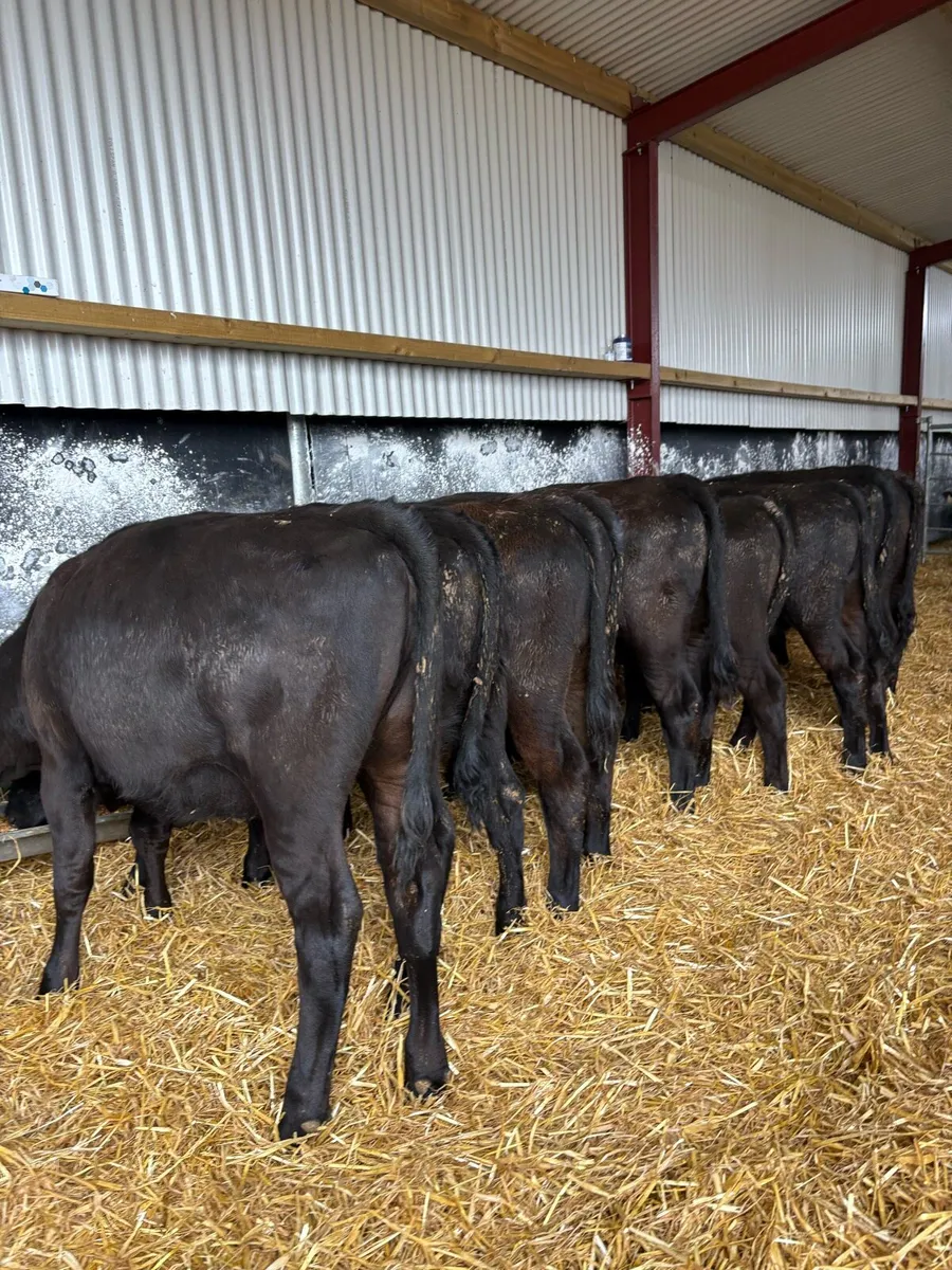 10 top quality 230kg Angus heifers - Image 4