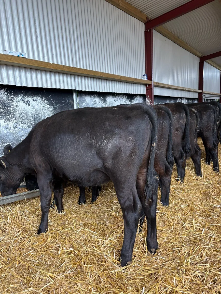 10 top quality 230kg Angus heifers - Image 2