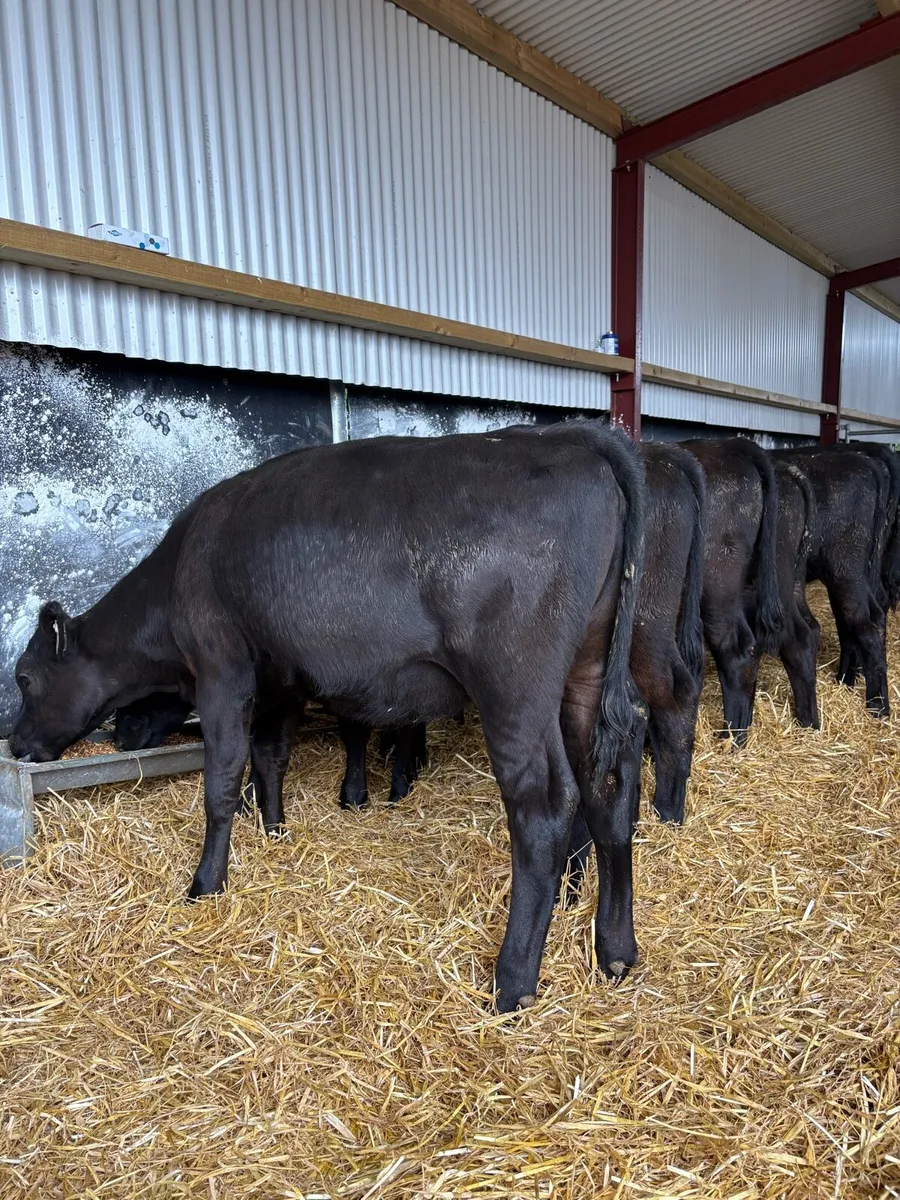 10 top quality 230kg Angus heifers - Image 3