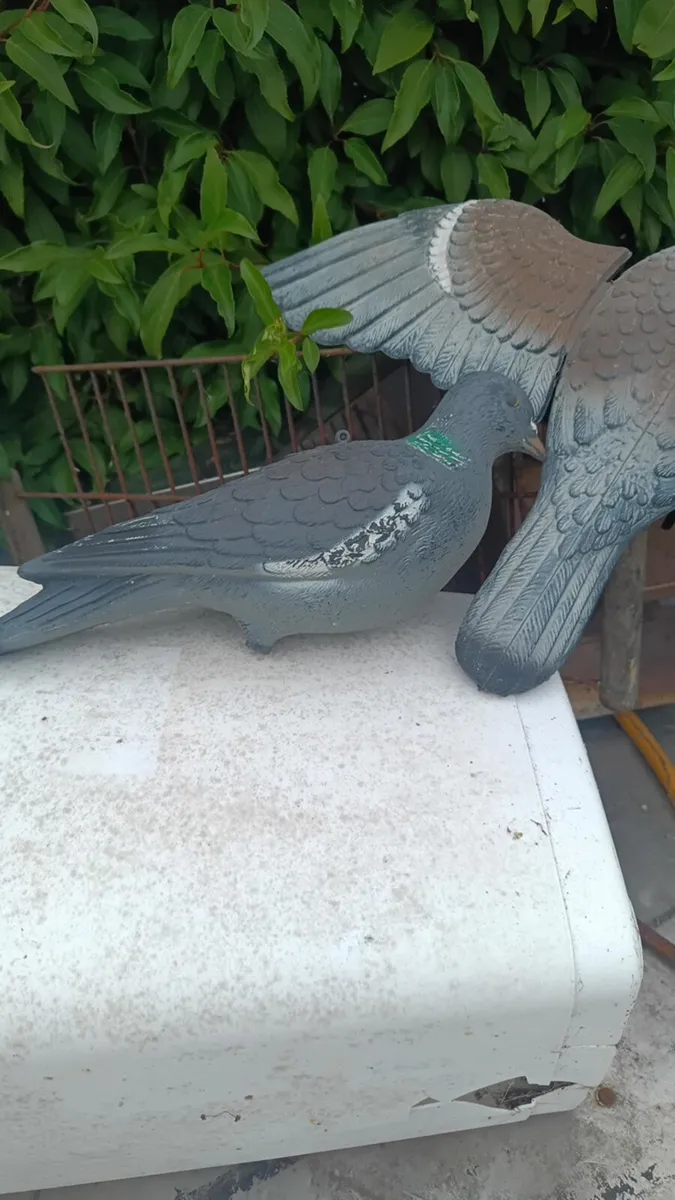 Plastic Pigeon - Image 1