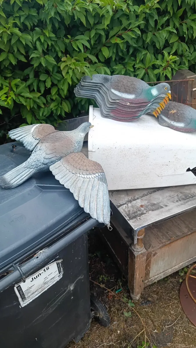 Plastic Pigeon - Image 4