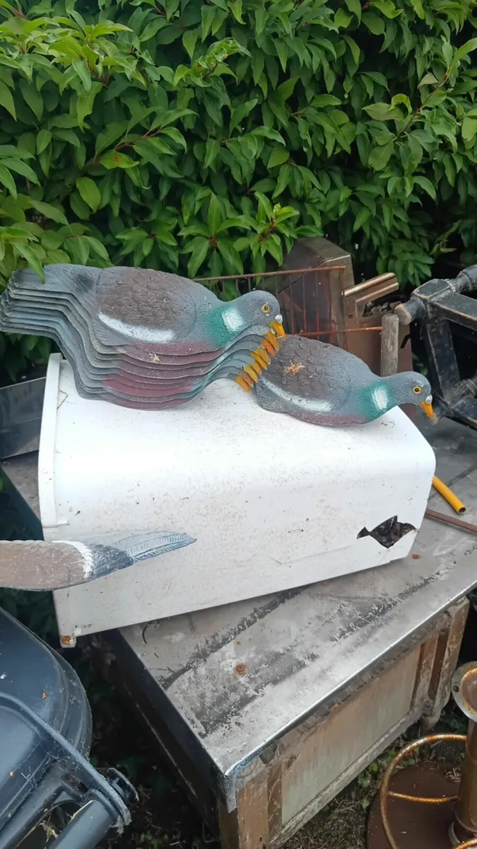 Plastic Pigeon - Image 2