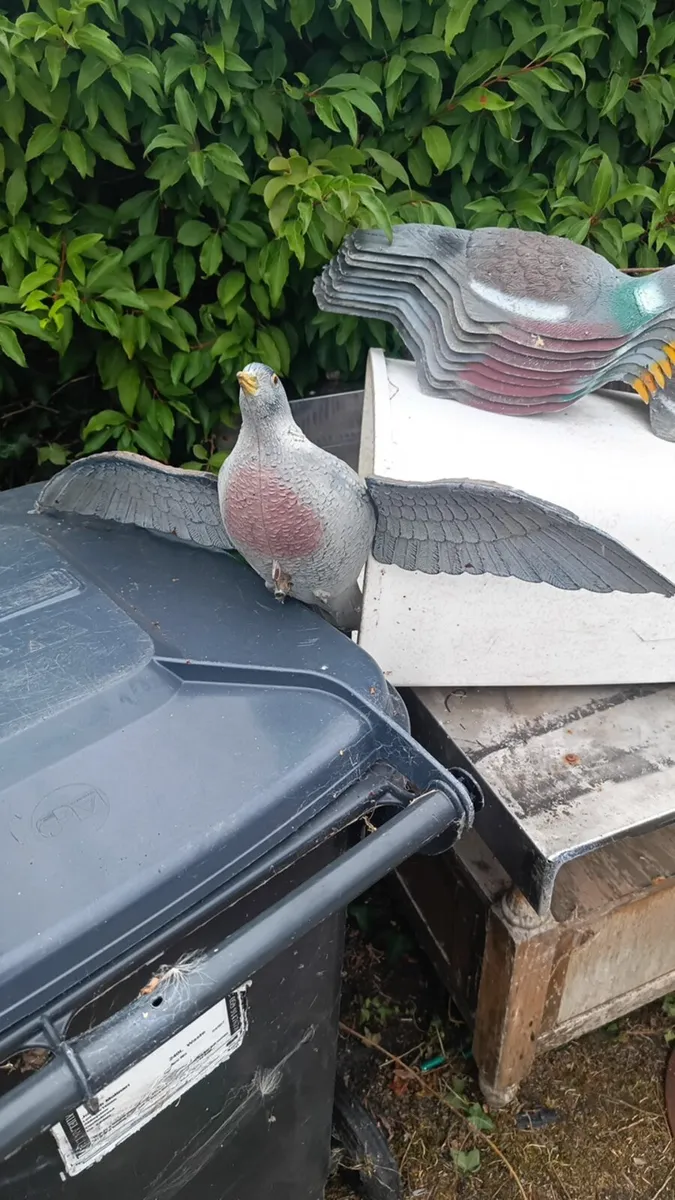 Plastic Pigeon - Image 3