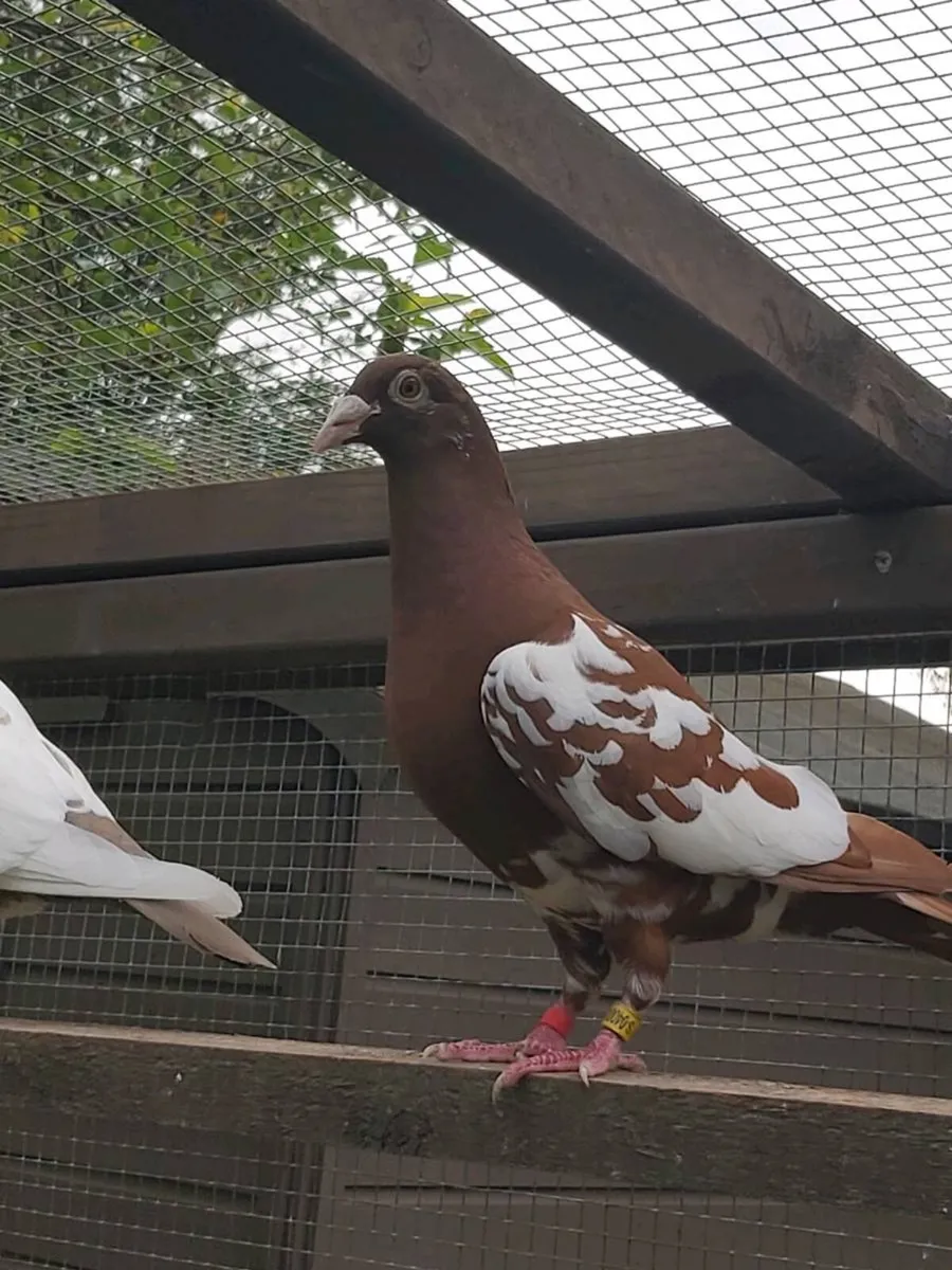 Coloured racing pigeons. - Image 1