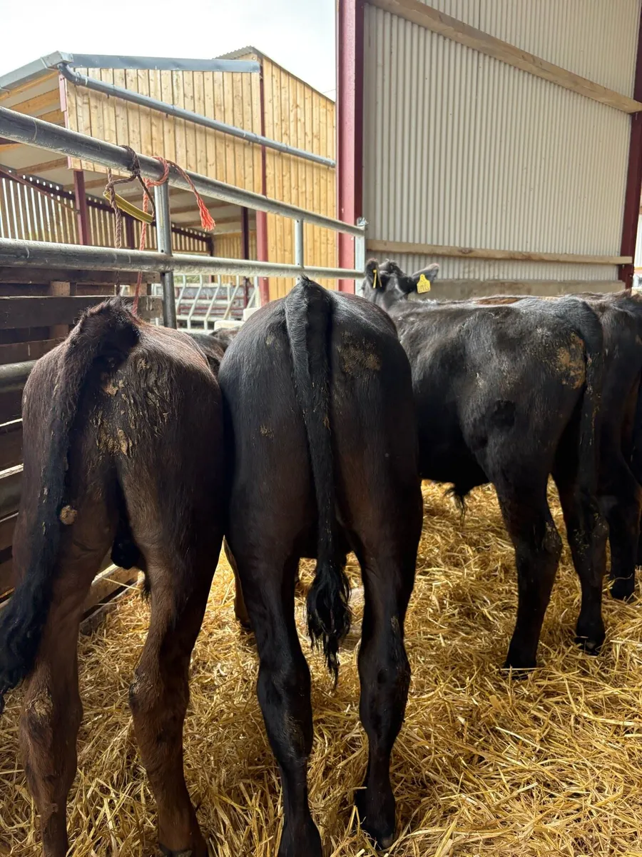 9 super 230kg angus bull Weanlings - Image 2