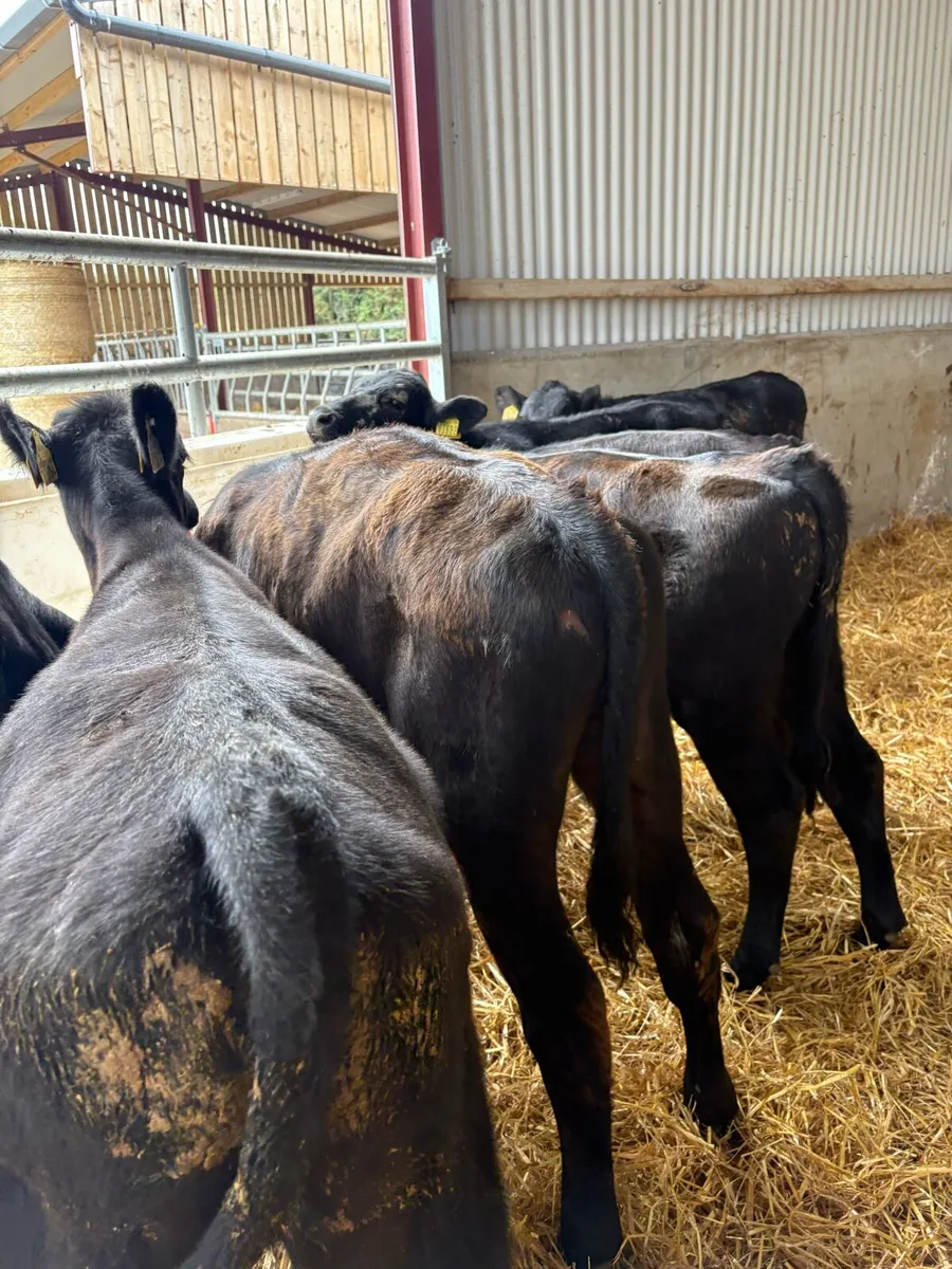 9 super 230kg angus bull Weanlings - Image 3