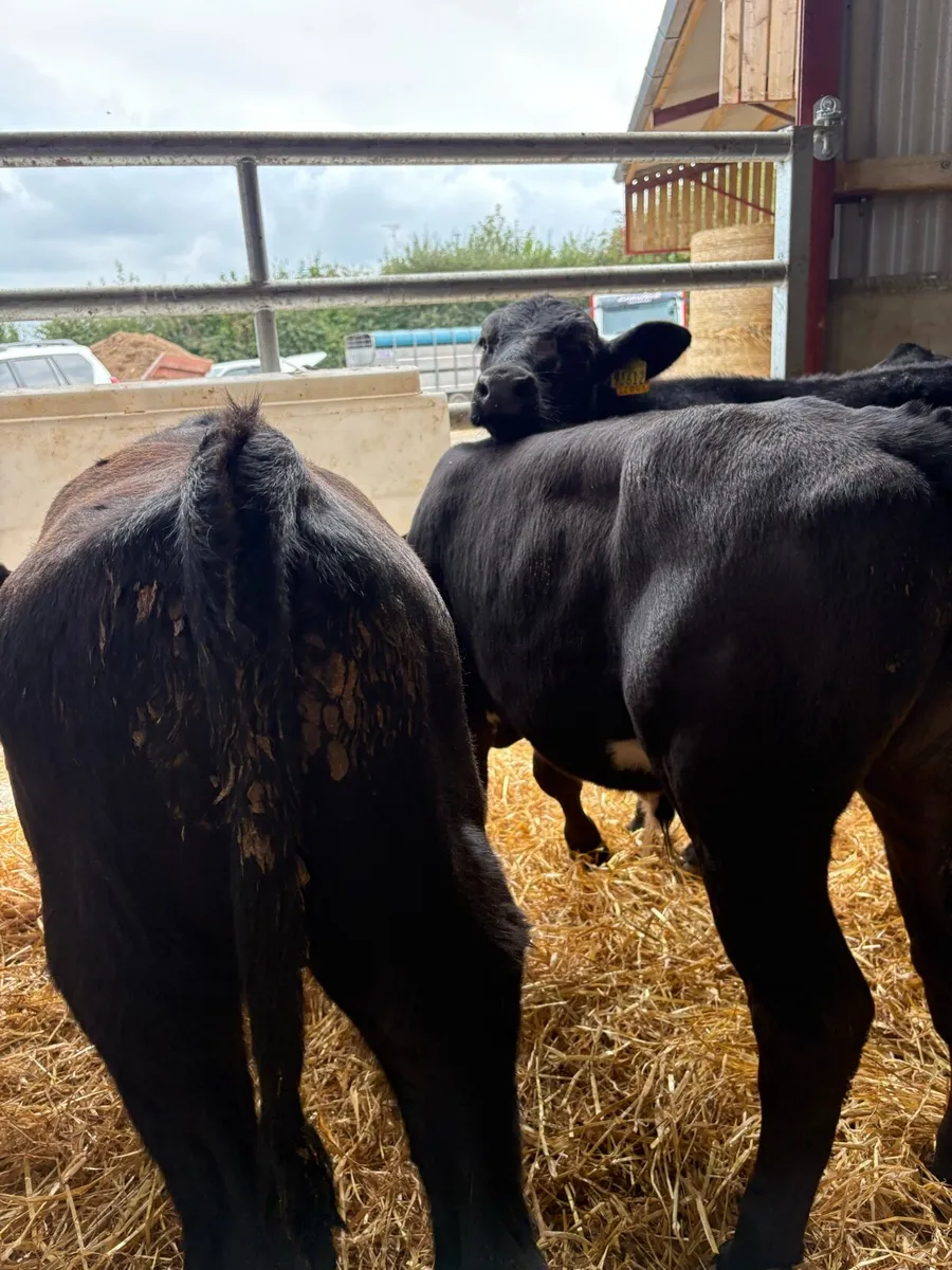 9 super 230kg angus bull Weanlings - Image 4