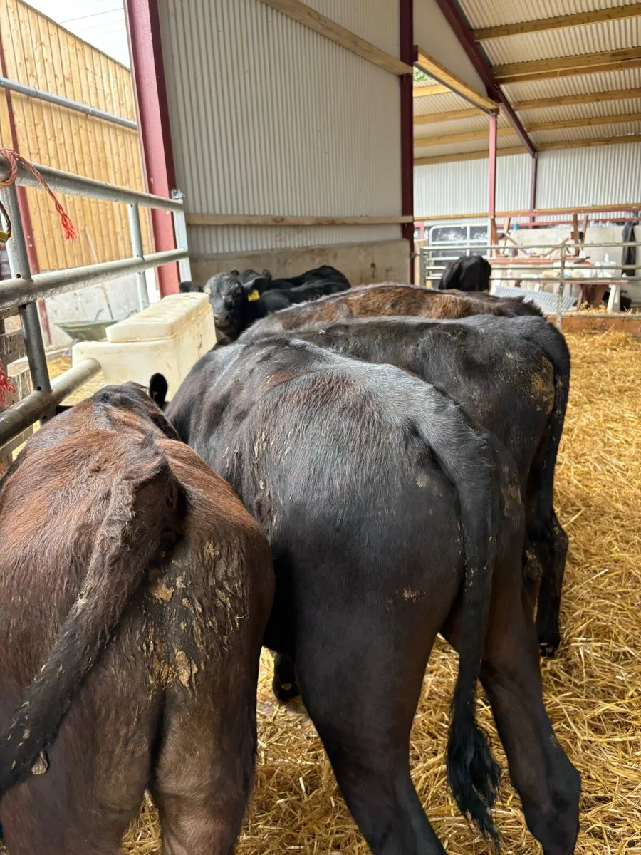 9 super 230kg angus bull Weanlings - Image 1