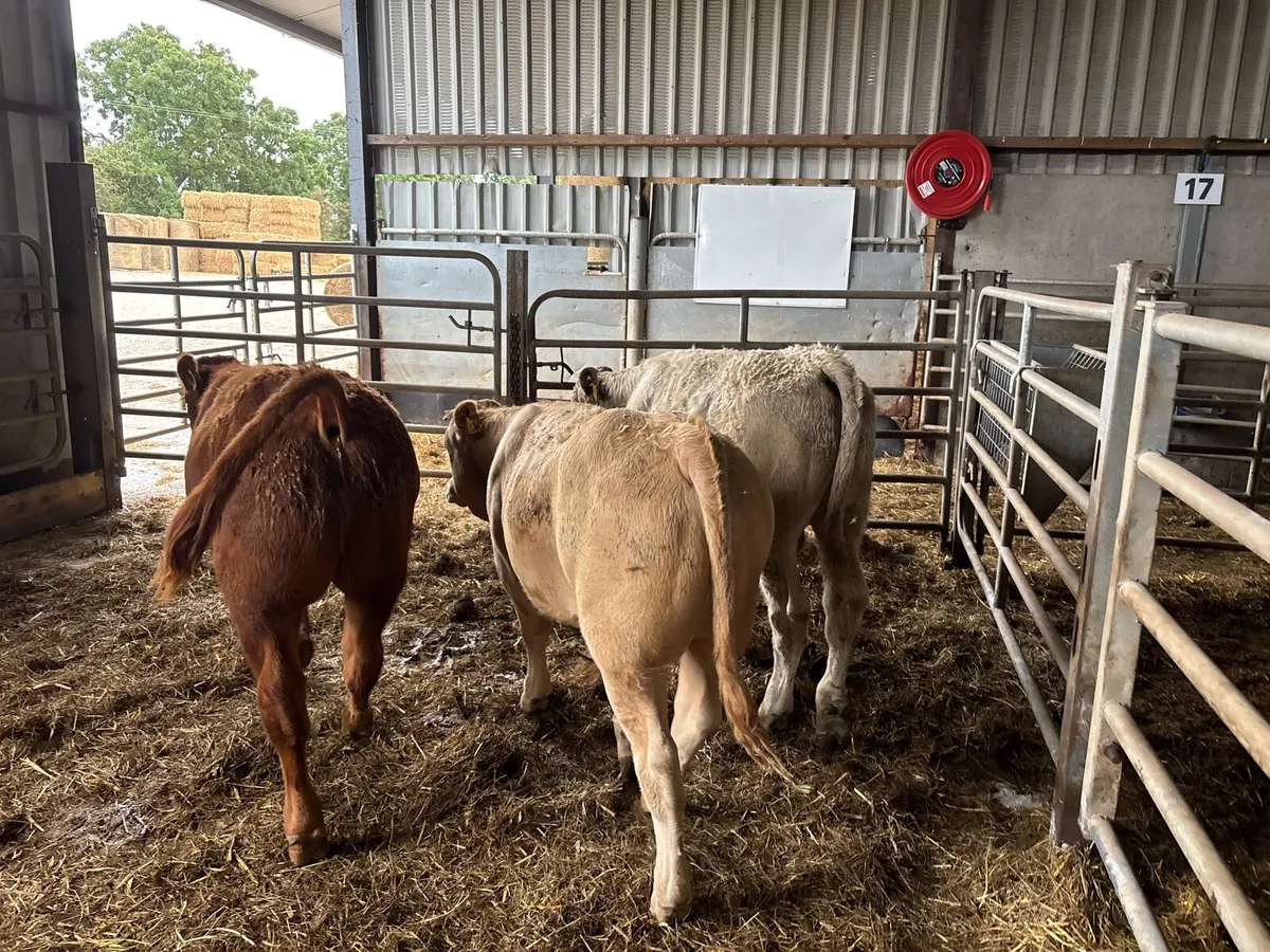 3 super u grade continental bulls - Image 2