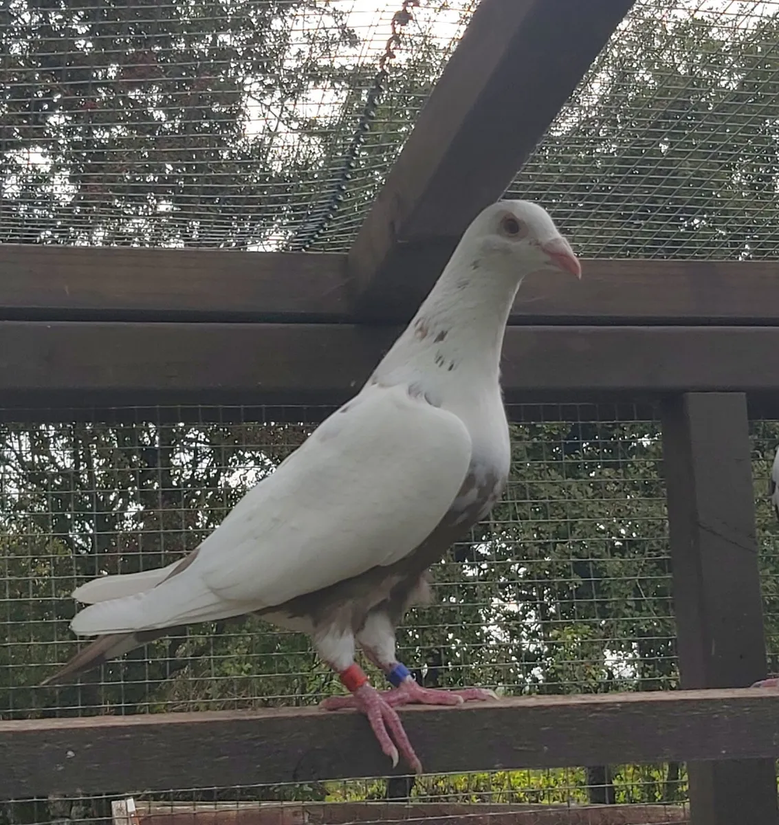 Coloured racing pigeons. - Image 2