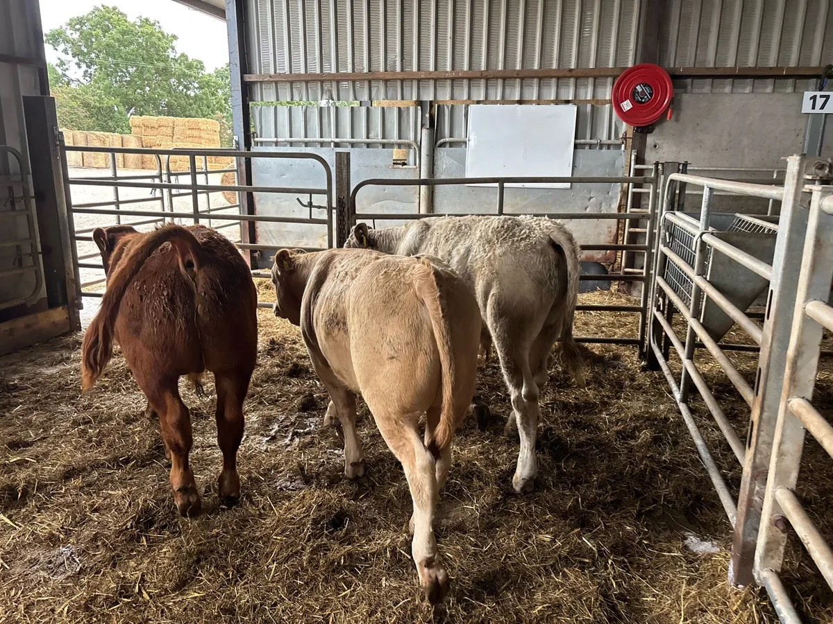 3 super u grade continental bulls - Image 3