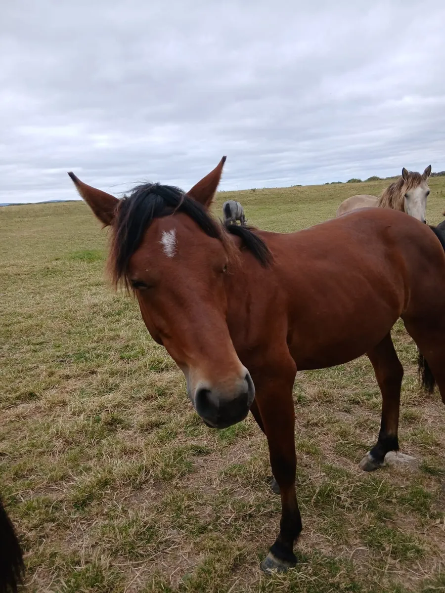 Small selection of yearling colts - Image 1