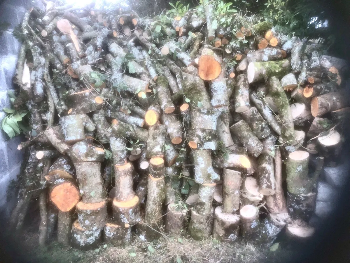 🔴Firewood🔴 - Image 3