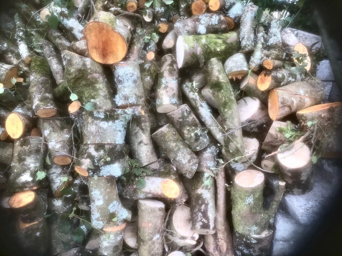 🔴Firewood🔴 - Image 2