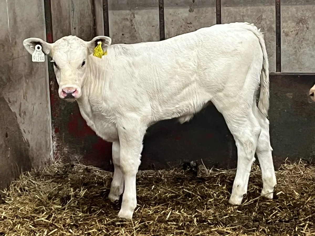 Super U Grade CH Heifer Calves - Image 1