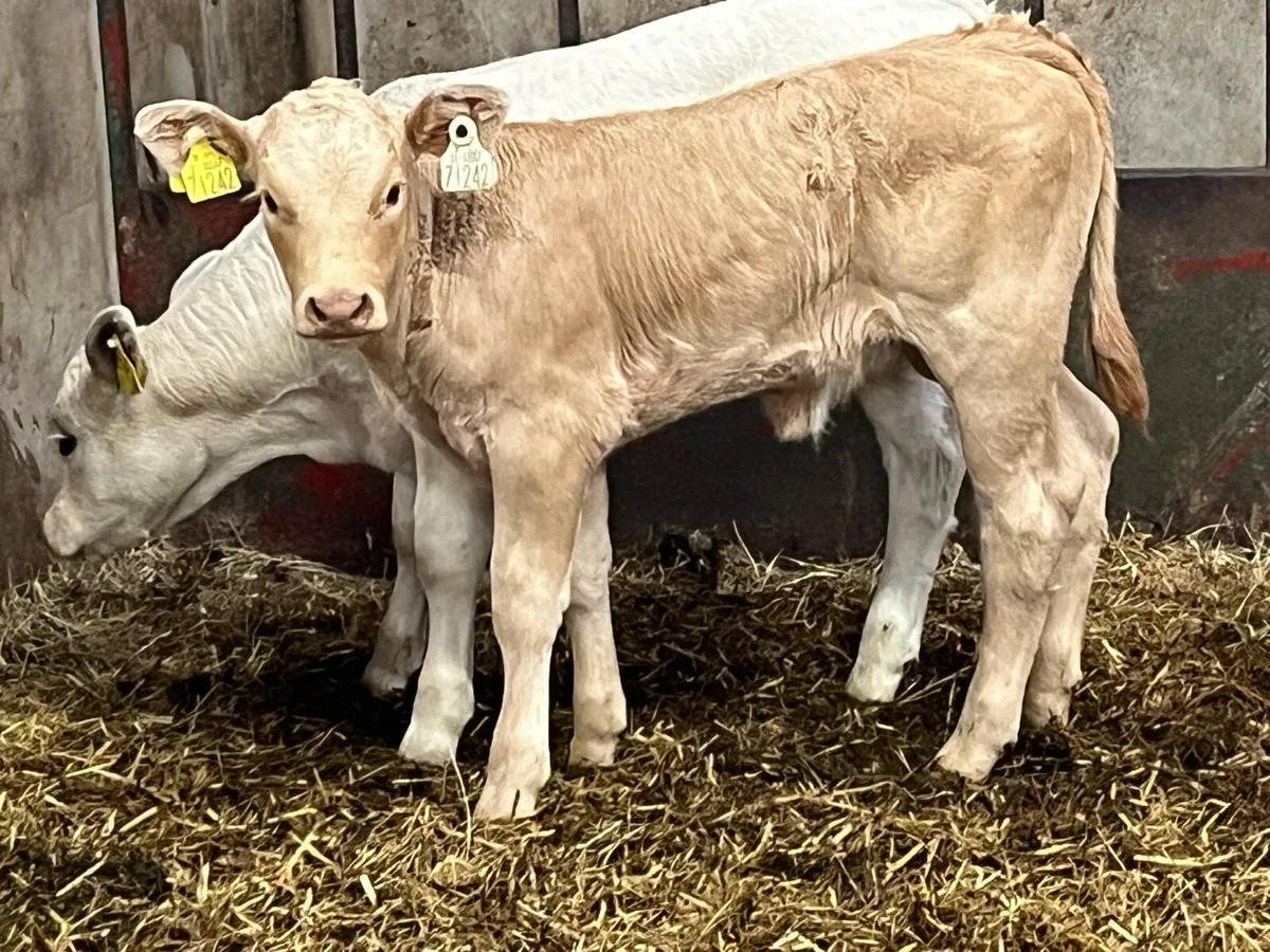 Super U Grade CH Heifer Calves - Image 2