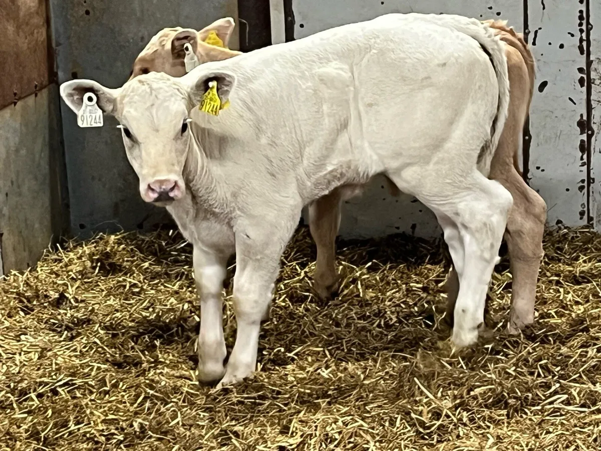 Super U Grade CH Heifer Calves - Image 3