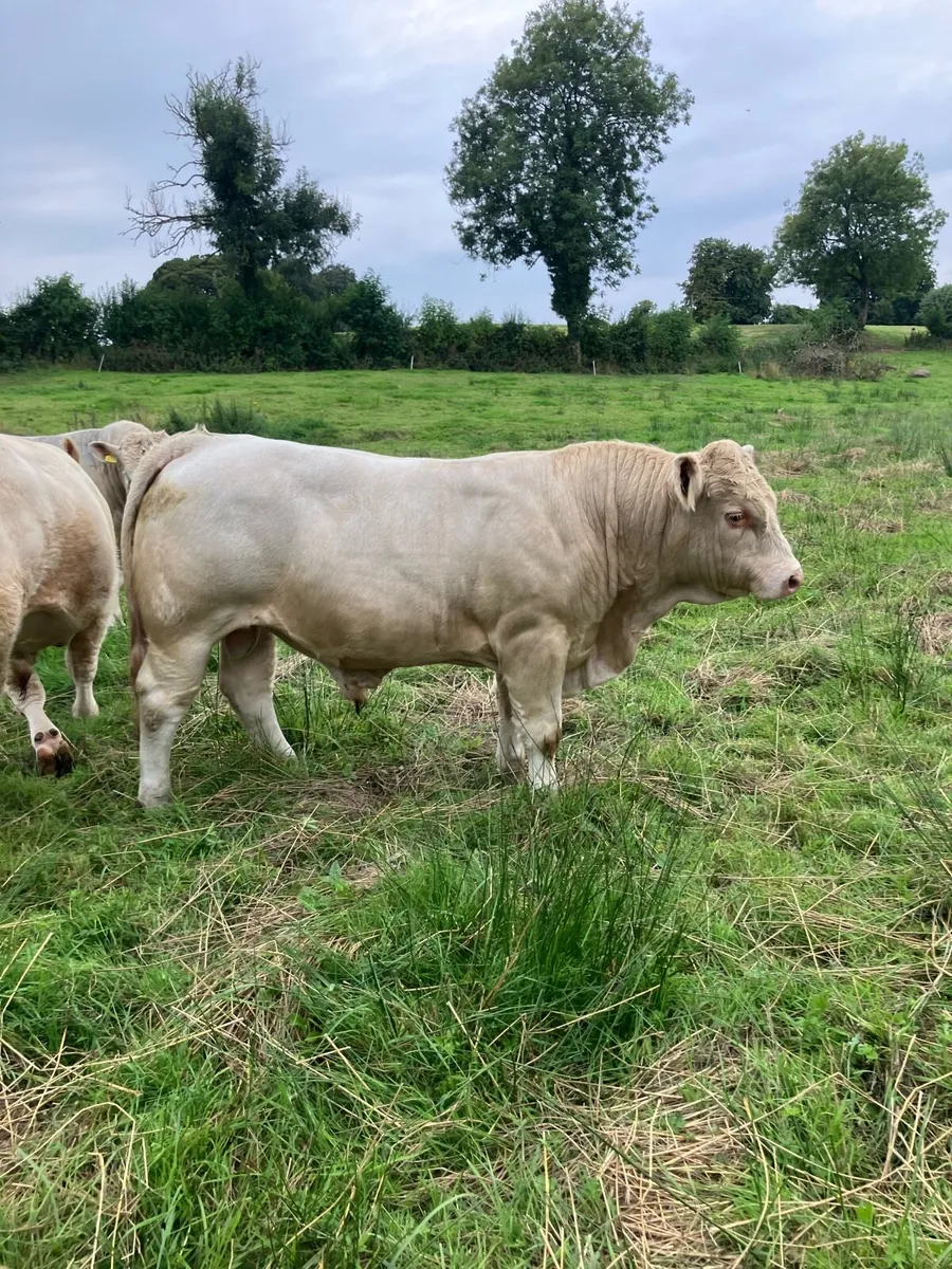 Cattle - Image 2