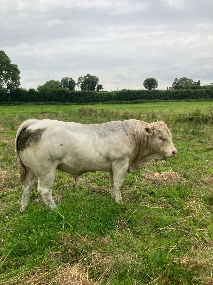 Cattle - Image 1