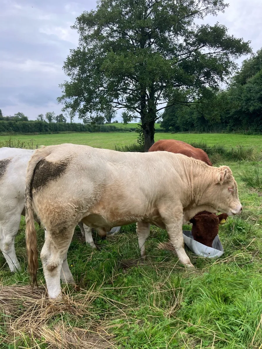 Cattle - Image 3