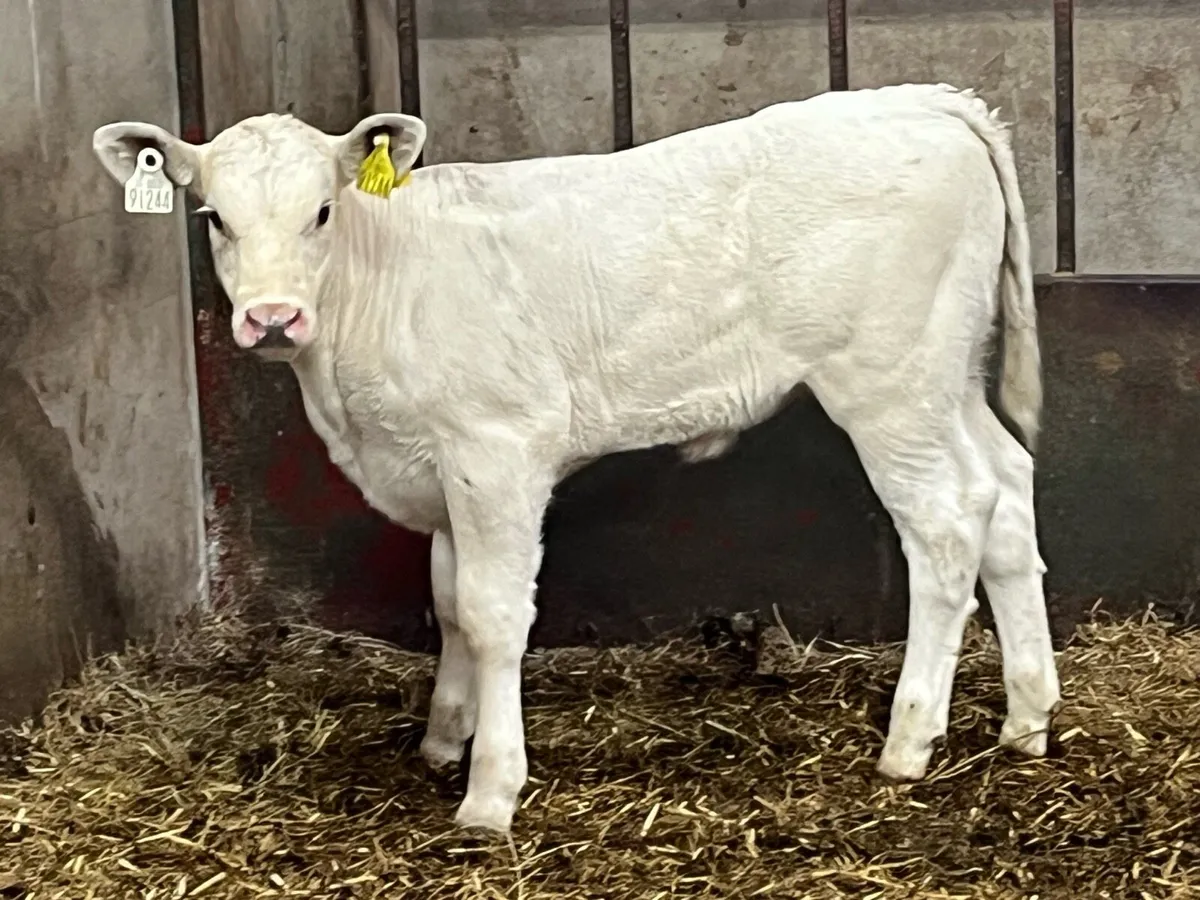 Super U Grade CH Heifer Calves - Image 4