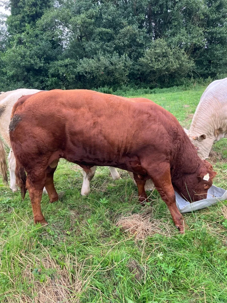 Cattle - Image 4