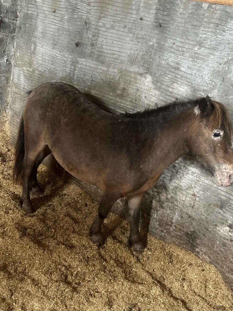 Appaloosa mare pony - Image 1