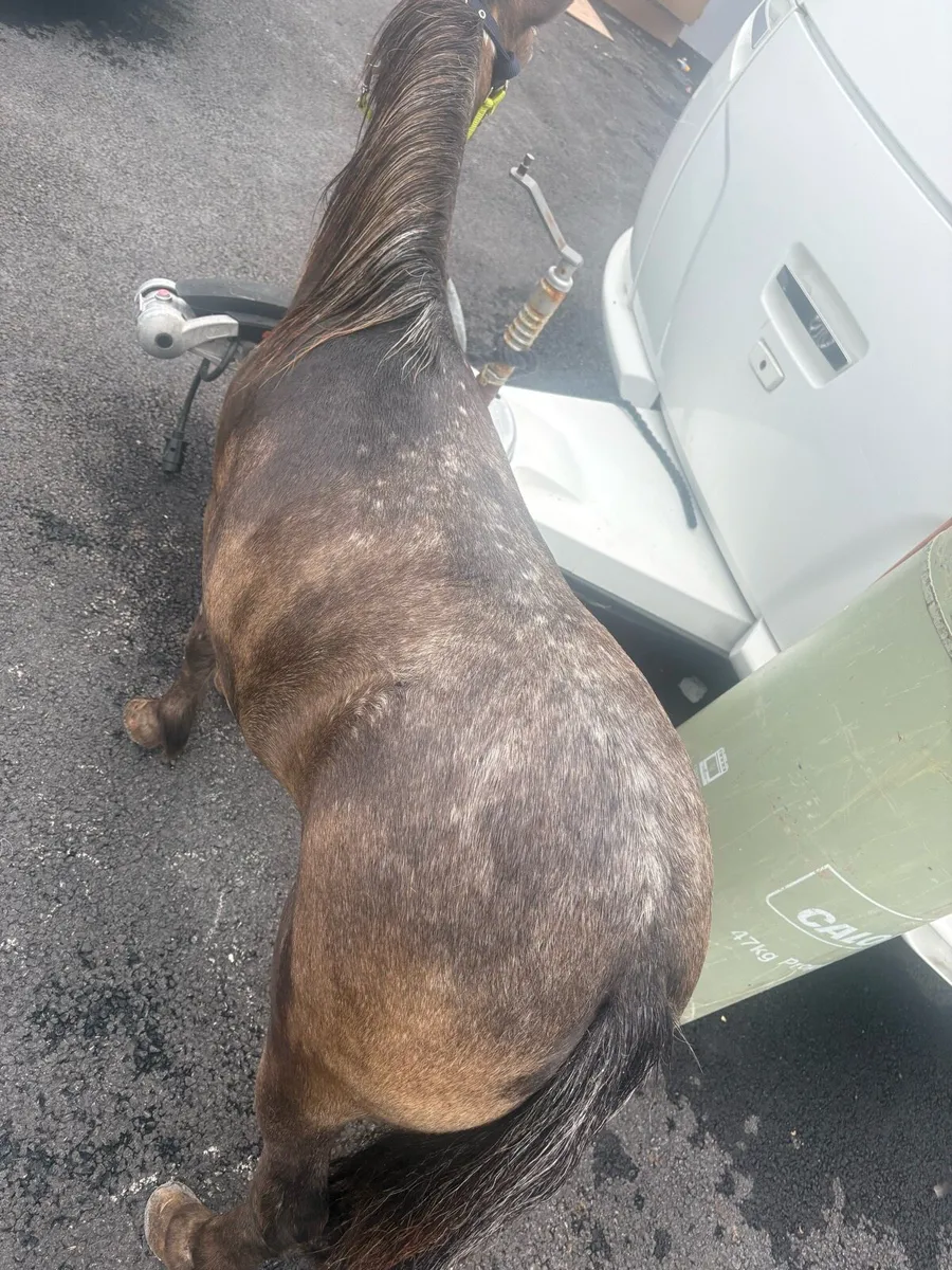 Appaloosa mare pony - Image 2
