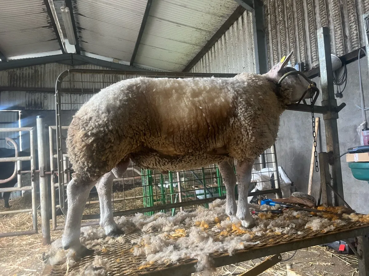 Super hybrid and pb ram lambs for sale - Image 2