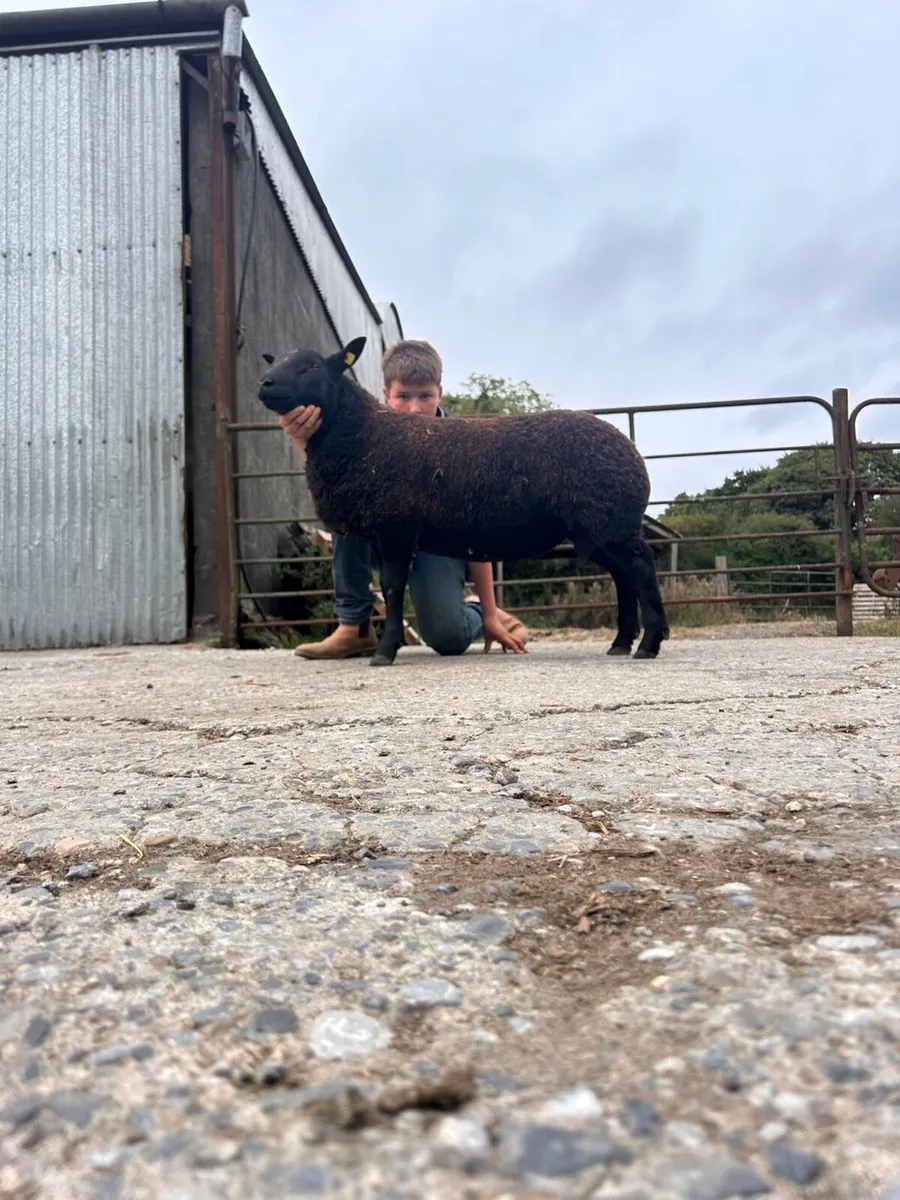 Super hybrid and pb ram lambs for sale - Image 4