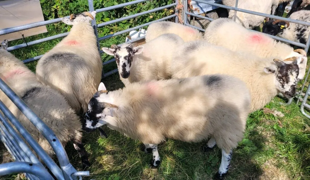Store Ram Lambs - Image 4