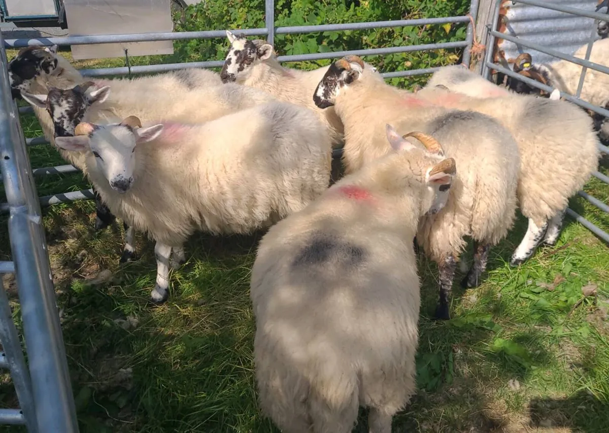 Store Ram Lambs - Image 2