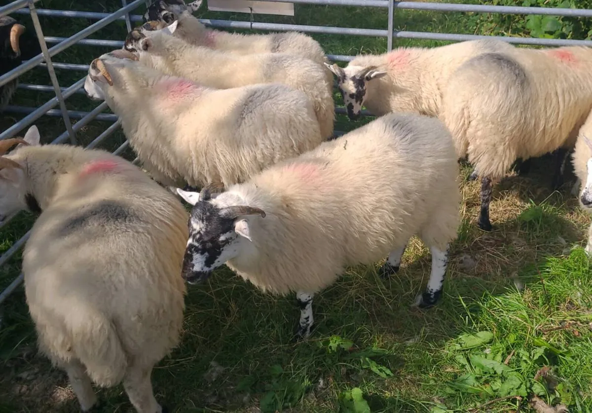 Store Ram Lambs - Image 1