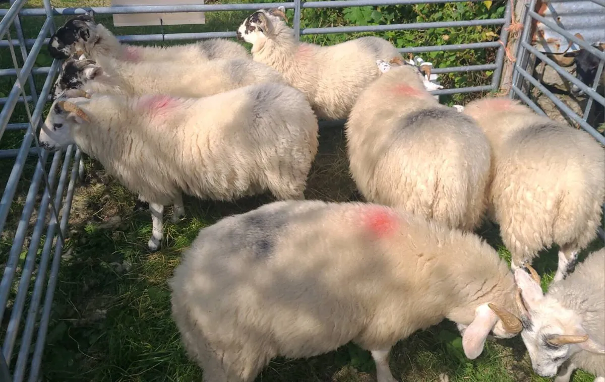 Store Ram Lambs - Image 3