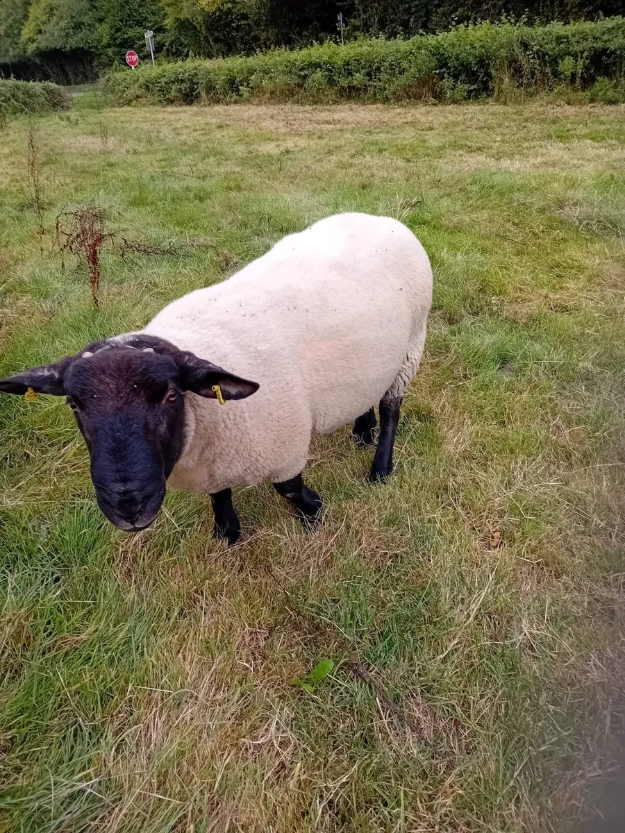 Ram for Sale - Image 1