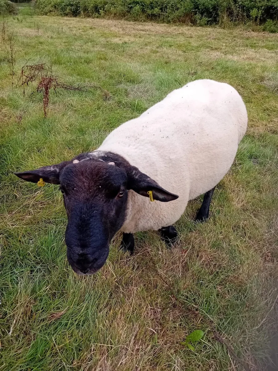 Ram for Sale - Image 2