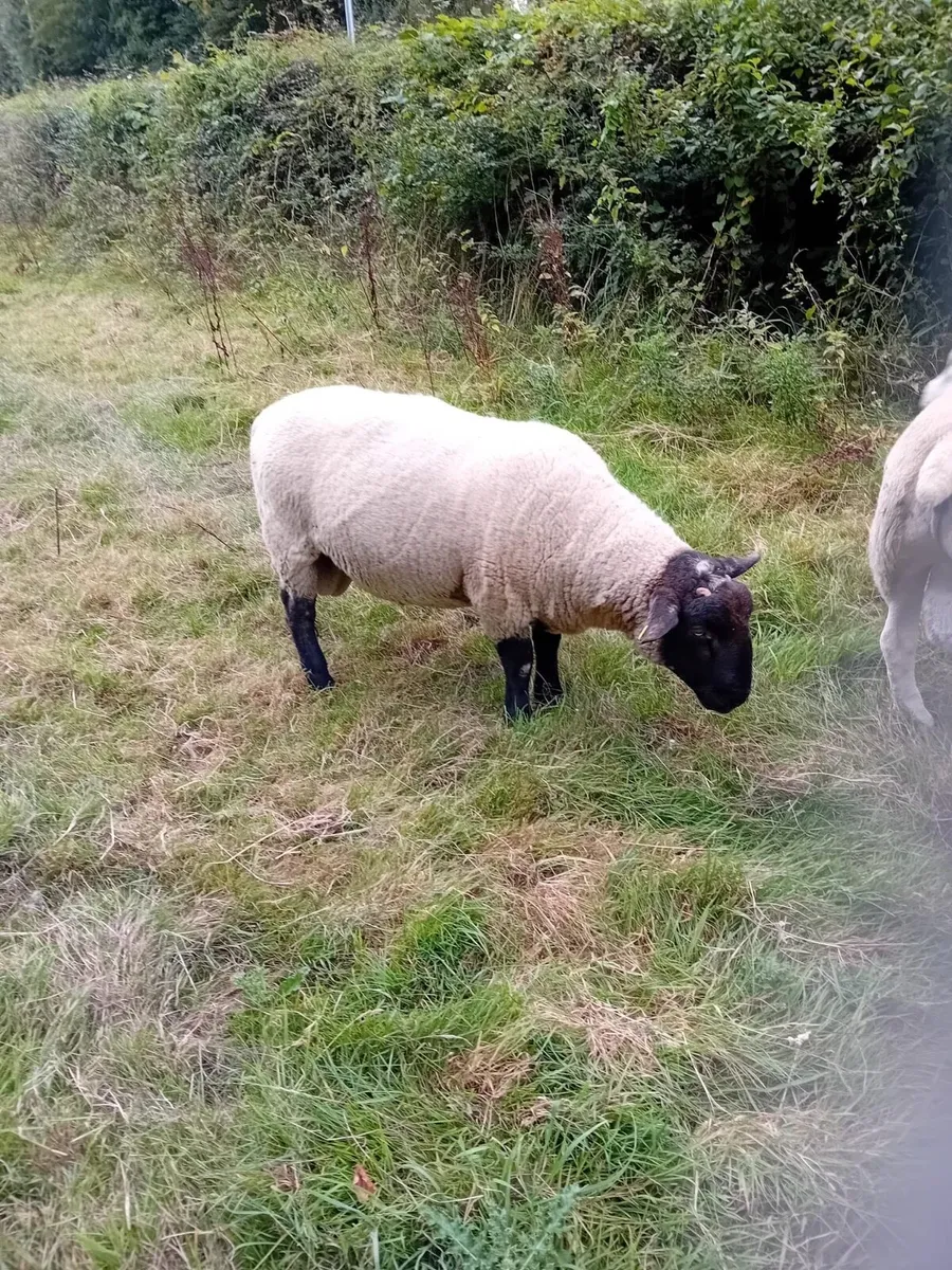 Ram for Sale - Image 4