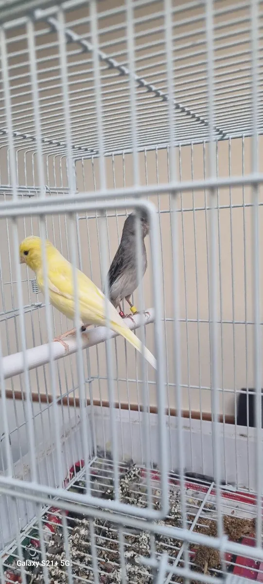 Birds - Image 2