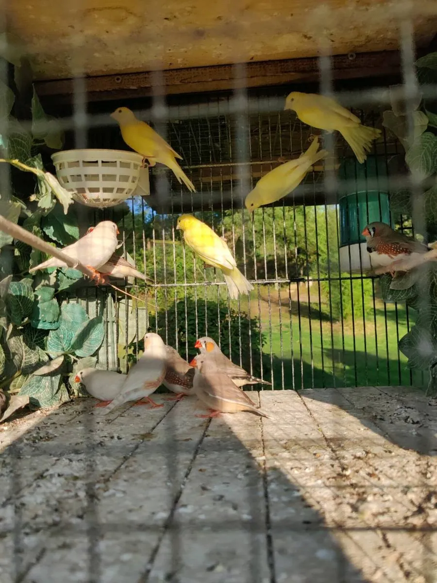 Birds - Image 1