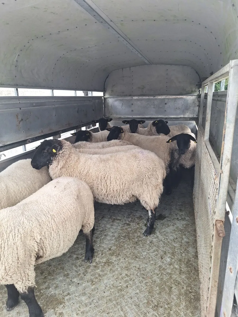 Suffolk X Hoggets - Image 1