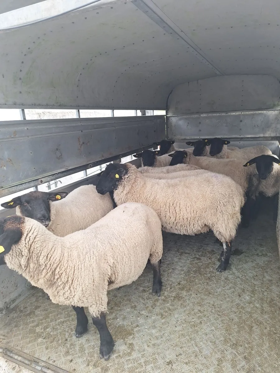 Suffolk X Hoggets - Image 2