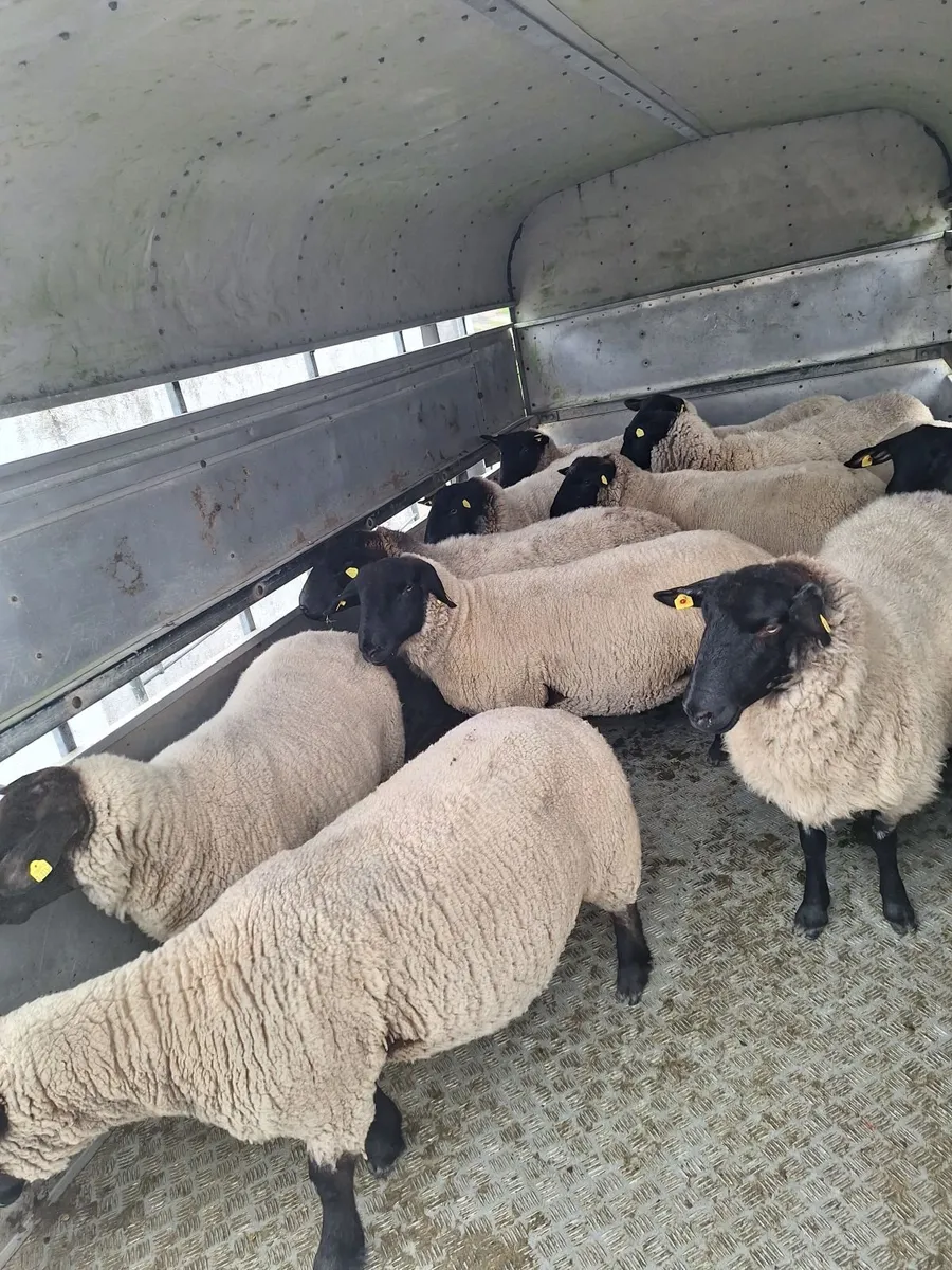 Suffolk X Hoggets - Image 3